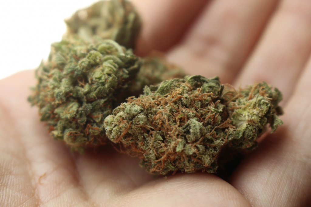 5 Reasons Cannabis Producing Companies Need to Hire a Security Company