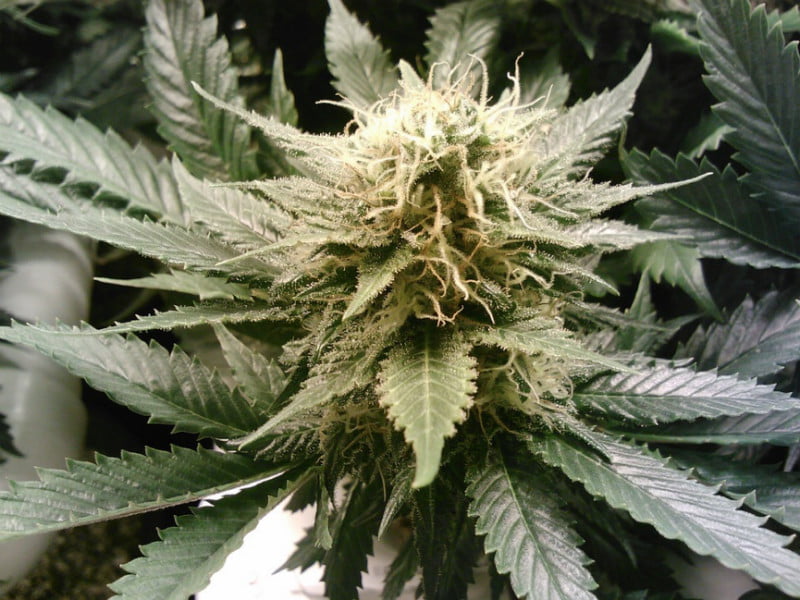 Security Company for Cannabis Industry