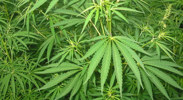 Security Guard for Cannabis Factory
