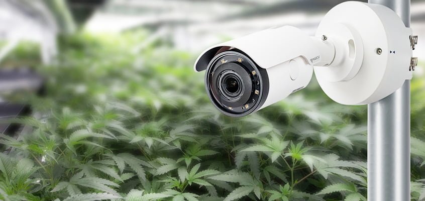 How-To-Improve-Your-Cannabis-Security-System